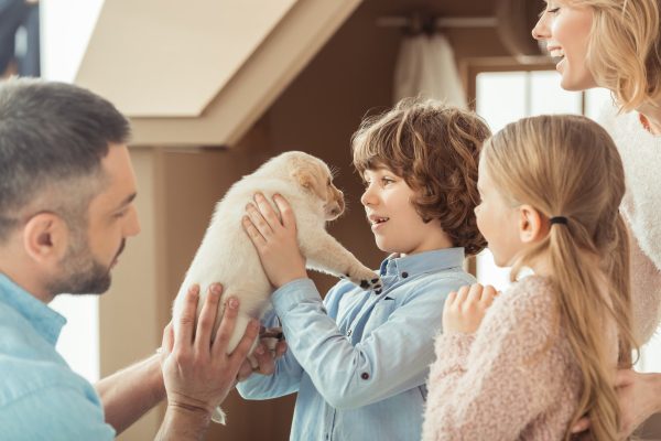 How to Prepare Your Home for a New Puppy