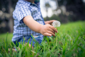 child holding a dandelion
